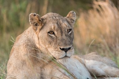 Vahşi doğada dişi aslan.