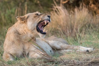 Kruger Ulusal Parkı 'nda aslan, Afrika' nın güneyinde vahşi.