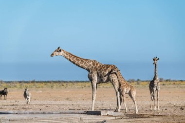 Afrika savanasında zürafa, namibya