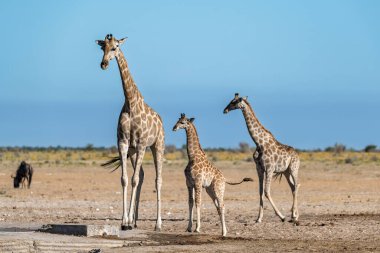 Savanadaki zürafalar