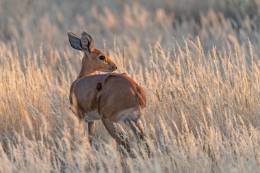 Kırmızı geyik (cervus elaphus), erkek ve dişi doğal yaşam alanı.