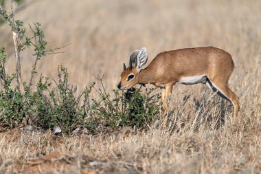 Çimlerde dişi beyaz kuyruklu geyik geyiği