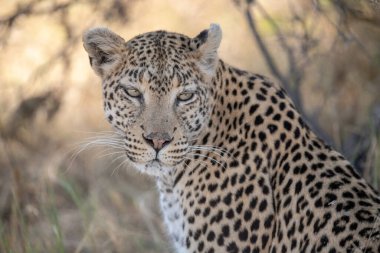 Güney Afrika savanındaki leopar.