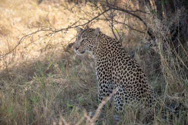Güney Afrika 'daki Kruger Park' taki ağaçta yatan leopar.
