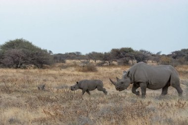 Namibya, Afrika 'da savanada bir gergedan ve genç bir gergedan.