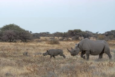 Namibya 'da gergedan, Afrika