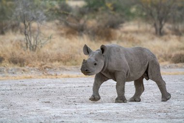 Beyaz gergedan vahşi doğada yürüyor..