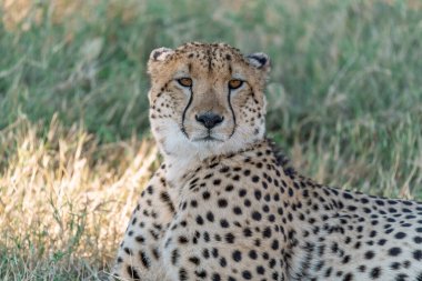 Kenya bozkırında çita