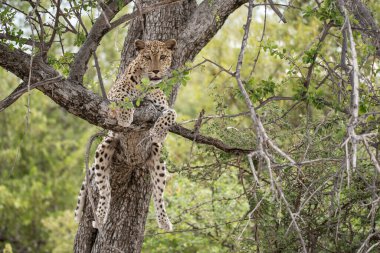 Afrika 'nın güneyindeki Kruger Ulusal Parkı' ndaki ağaçta çita oturuyor.