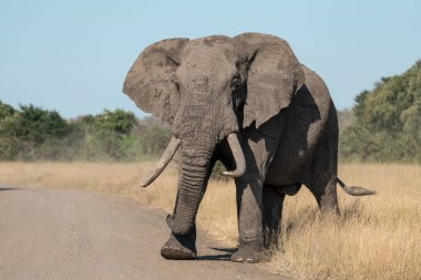 Savanada yolda yürüyen büyük bir fil, Kenya