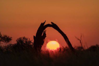 Gün batımında bir ağacın silueti.