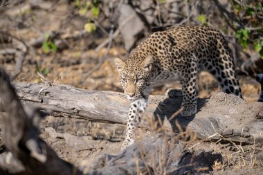 Kruger Ulusal Parkı, Güney Afrika 'daki güzel leopar.
