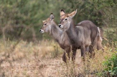 Vahşi doğada genç bir geyik