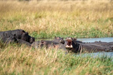Savanadaki bozkırda su aygırı.