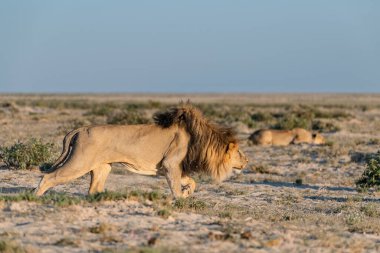 Etoşa 'daki genç aslan.