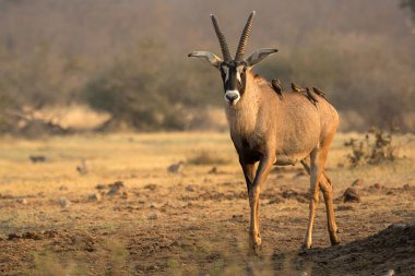 Bir erkek ceylan, elagelle elceylan, vahşi doğada