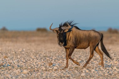 Güney savanasındaki bir Afrika antilobunun yakın plan çekimi.