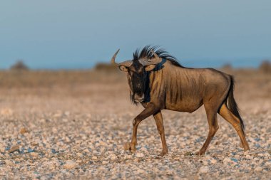 siyah bebeest (ceylan bechaus cafalis) etosha ulusal parkında, namibya, Afrika