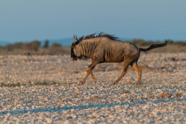 Çölde güzel bir at