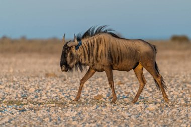 Afrika çölünde vahşi antiloplar.