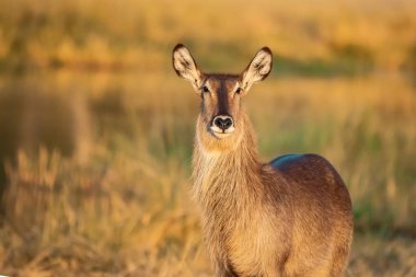 Ormandaki genç bir geyiğin yakın çekimi.
