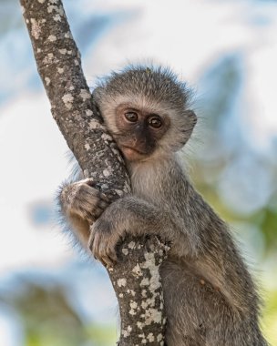 Ağacın dalında oturan şirin bir maymun.