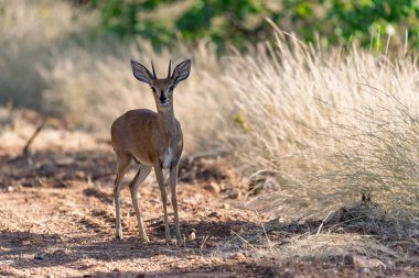 Çöldeki kırmızı ceylan