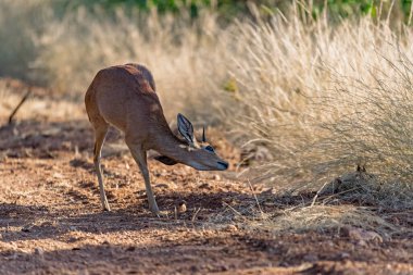Güney Afrika 'da kırmızı impala