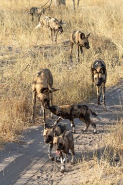 Afrika 'da vahşi bir köpek