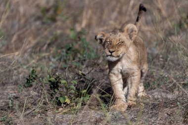 Kenya 'daki Afrika savanasında yürüyen bir aslan.