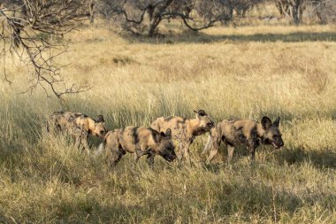 Kenya 'nın güneyindeki bozkırda sırtlan.