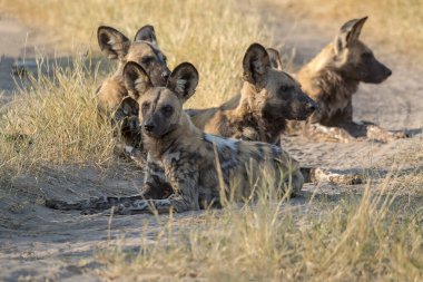 Afrika köpeği Güney Afrika 'daki Kruger Ulusal Parkı' nda.