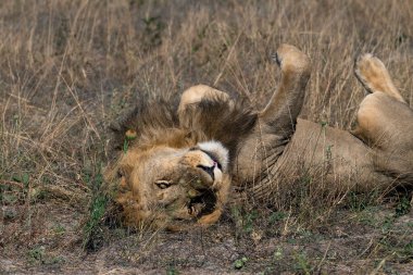 Güney Afrika 'daki Kruger parkında çimlerde yatan aslan.