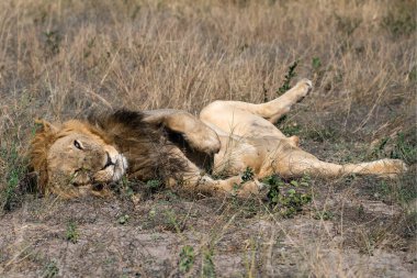 Kenya bozkırında bir erkek aslan.