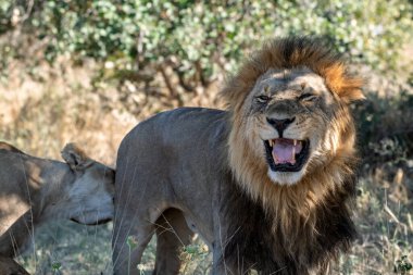 Afrika 'da aslan Kenya savanasında