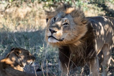 Afrika bozkırında bir erkek aslan ve bir aslan..