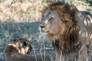Kruger parkında aslan yavrusuyla aslan erkek.