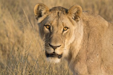 Aslan vahşi Afrika 'da
