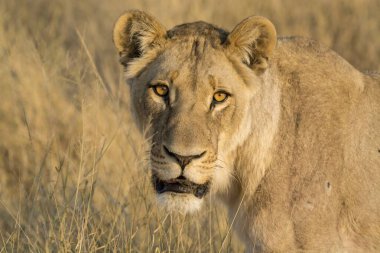 Dişi aslan portresi (panthera leo )