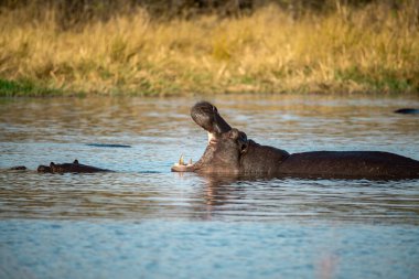 Afrika fili Kruger Ulusal Parkı, Güney Afrika - Antividae familyasından xodonta africas familyası