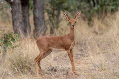 vahşi Kızıl geyik