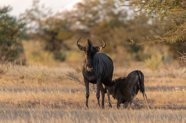Etoşa Ulusal Parkı, Namibya 'da Siyah Antiloplar