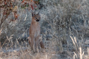vahşi Kızıl geyik