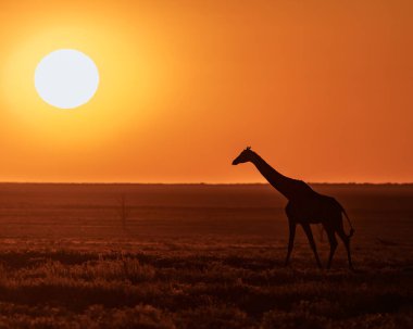 Vahşi bir zürafa ile Afrika manzarası
