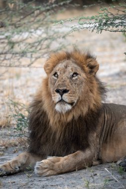 Kenya savanındaki aslan