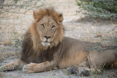 Aslan Kruger Ulusal Parkı 'nda dinleniyor..