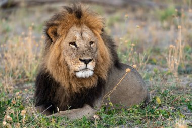 Afrika aslanı Kruger Ulusal Parkı, Güney Afrika 'da çimlerde dinleniyor.
