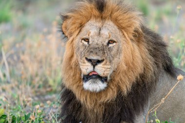 Bir Aslanın Portresi