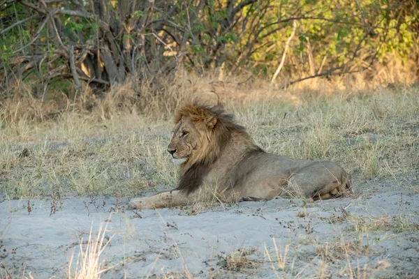 Afrika aslanı (panthera leo )