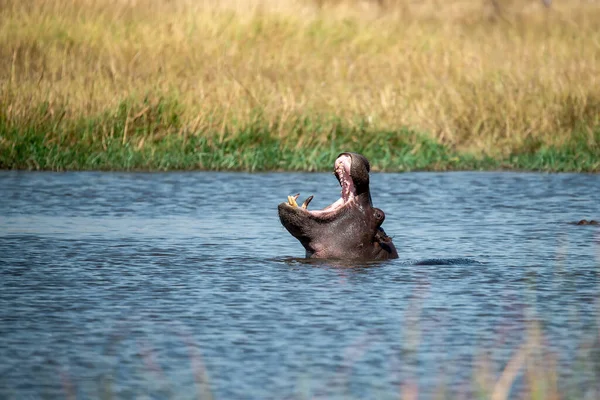 Kruger Park 'taki Afrika fili